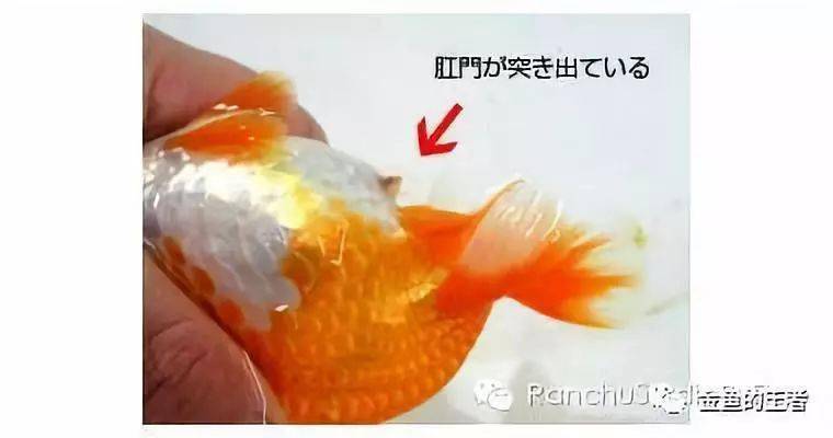 金鱼分辨公母图片