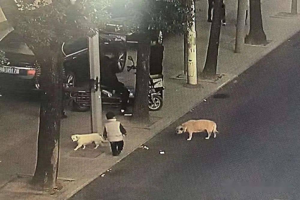 浙江3歲男孩走丟，從小一起長大的小白狗一直默默跟隨保護…… 萌趣萌寵 第1张