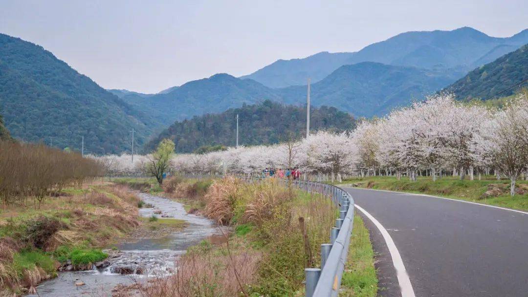 【春风十里】3月20日 探秘岭南醉美樱花谷,赶赴一场浪漫樱花盛宴!