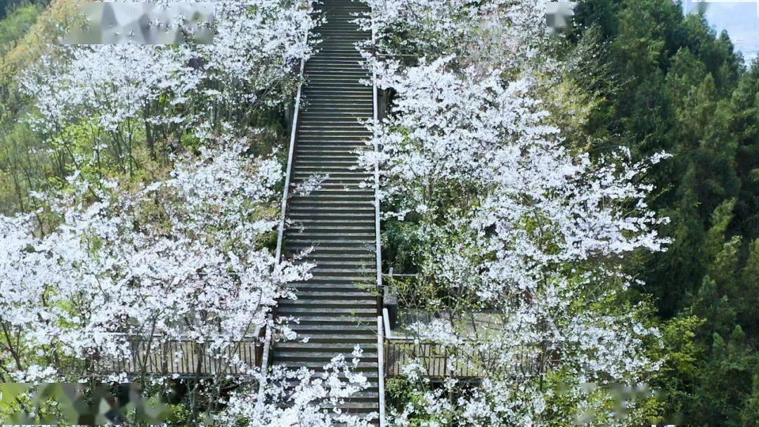 凯里开发区白午樱花图片