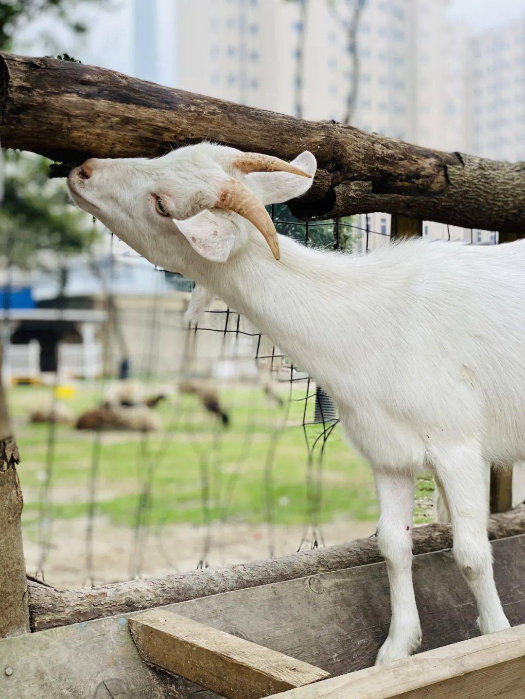 租吸氧机怎么收费¥699起睡云端凯悦酒店，打卡上海最美图书馆&网红剧院！_https://www.jmylbn.com_新闻资讯_第77张