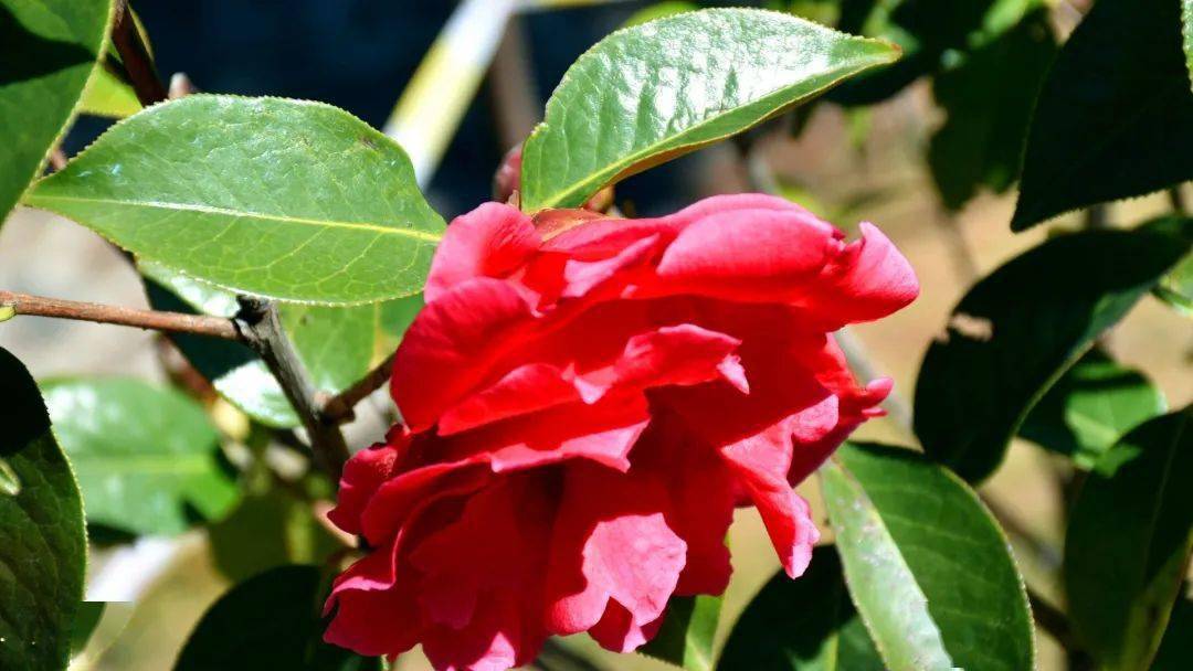 时节 丽江玉峰寺万朵山茶绚丽绽放 静候赏花人 李亚