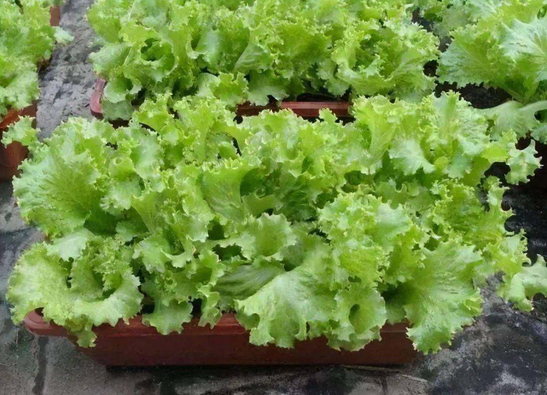 惊蛰过后推荐12种阳台蔬菜长得快味道鲜老人孩子都爱吃