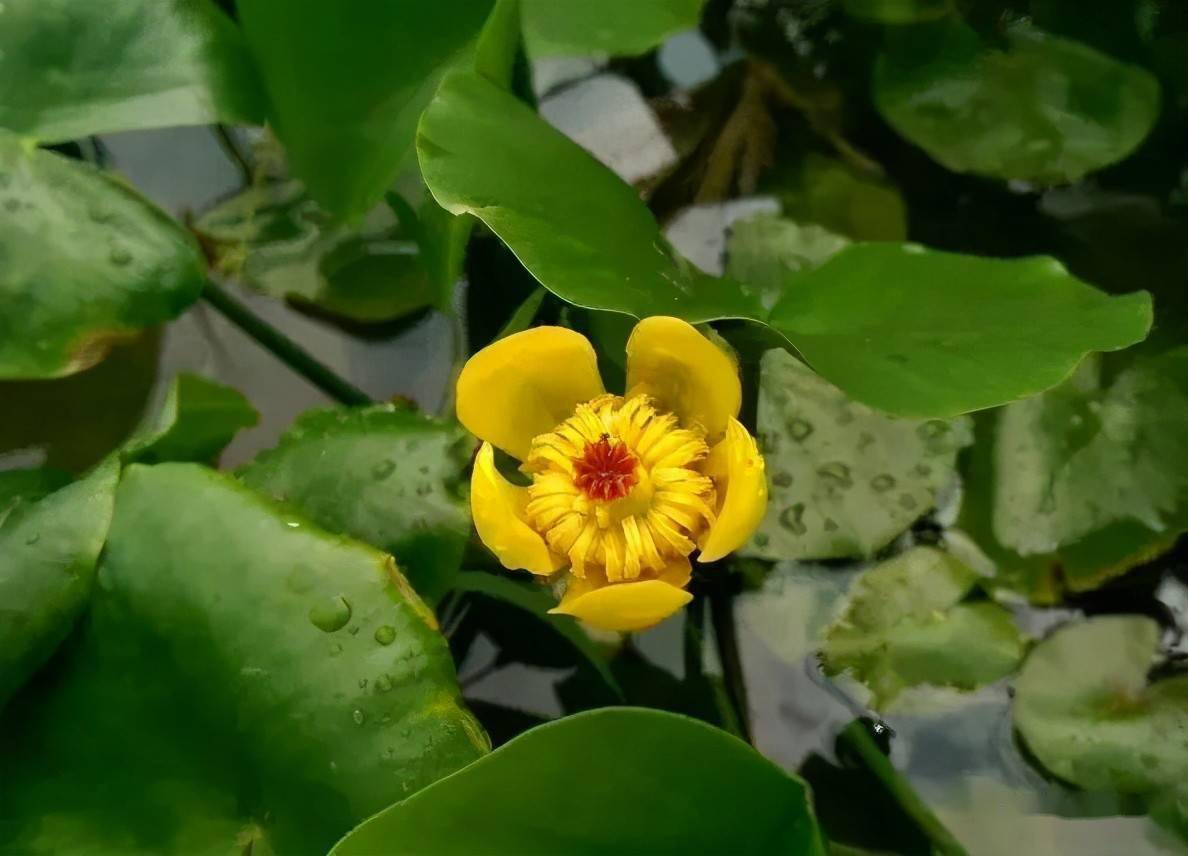 这8种水生植物 比盆栽花卉更好看且更好养 环境