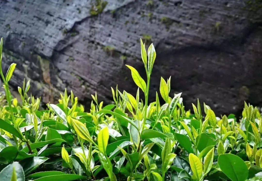 寻茶一座武夷山半部茶叶史