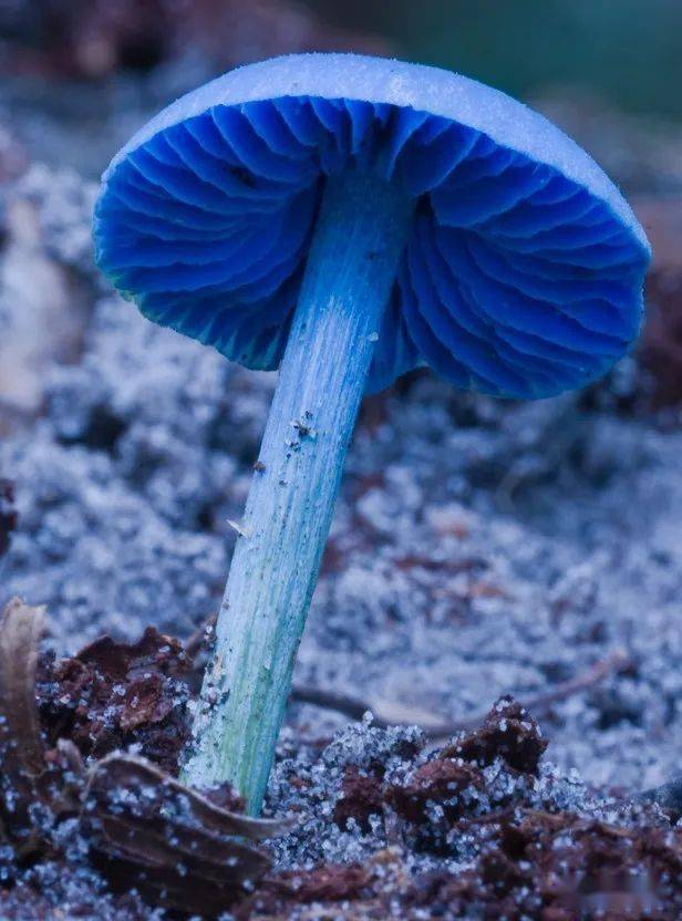 蓝色蘑菇有毒图片