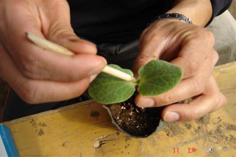 有机黄瓜春大棚生产技术系列之嫁接技术防病增产效果好