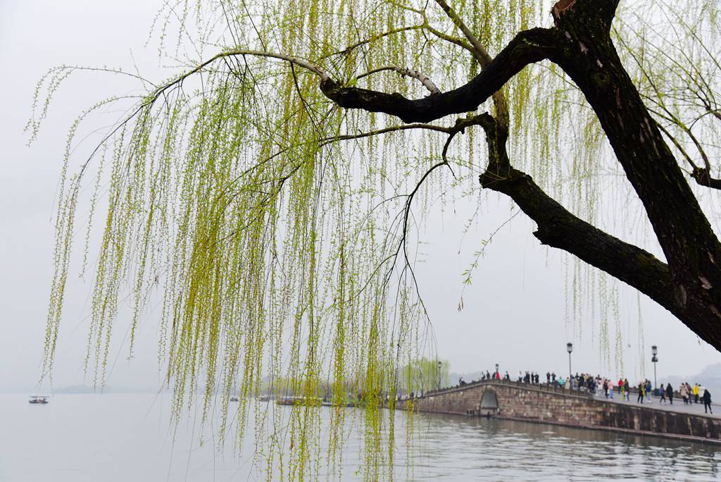 烟雨江南杭州西湖柳色青青
