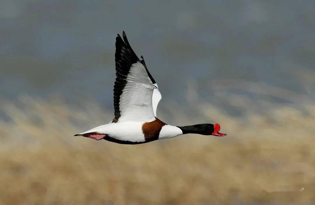 好美鸭路过巢湖的它们你认识吗