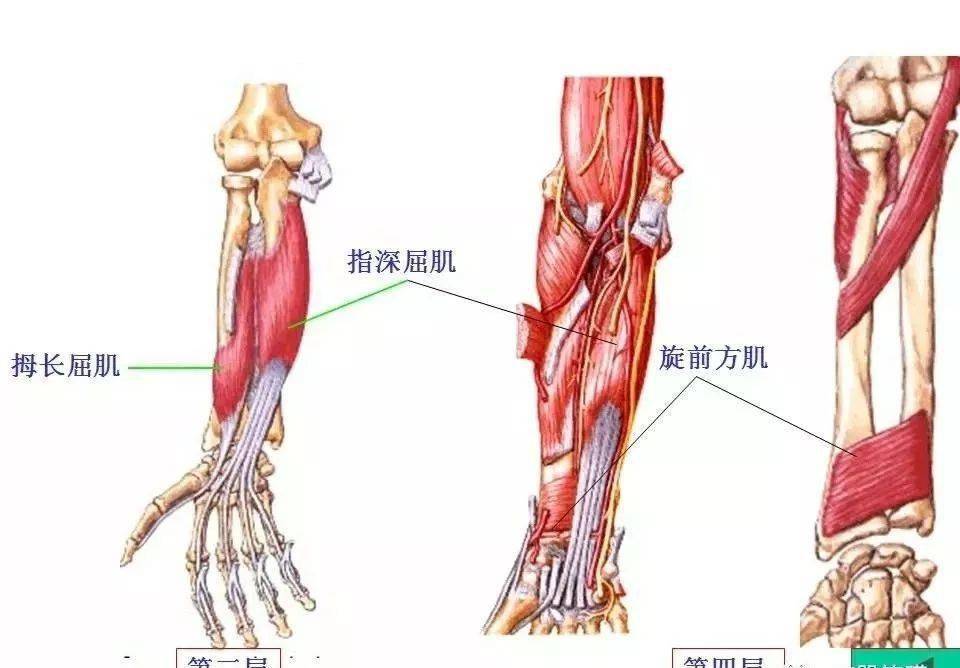 肌肉条索状结节图示图片