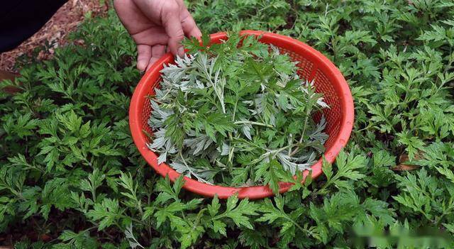 春天广东人就爱艾草这一个吃法鲜香软糯真好吃连吃几个还想吃