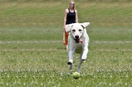 如和快速教会狗狗捡球