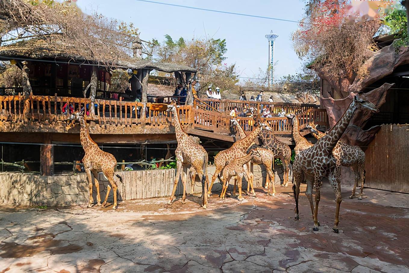 作为长鹿旅游休博园最具代表性的动物,长颈鹿可谓是大人小孩子都非常