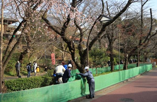 日本即将迎来樱花观赏季东京都知事呼吁 今年不要去赏花 上野