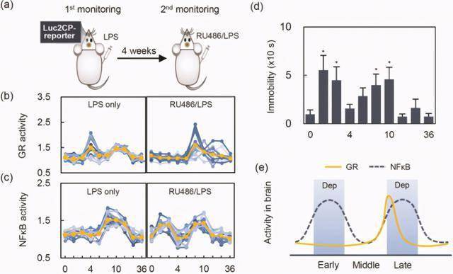 Nature子刊:HPA轴作为炎症相关抑郁症起源