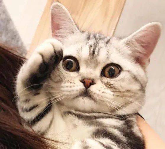 salute猫表情包图片