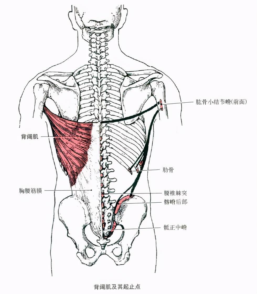 竖脊肌是位于下背部的一块长条型肌肉,主要的功能是稳定脊柱