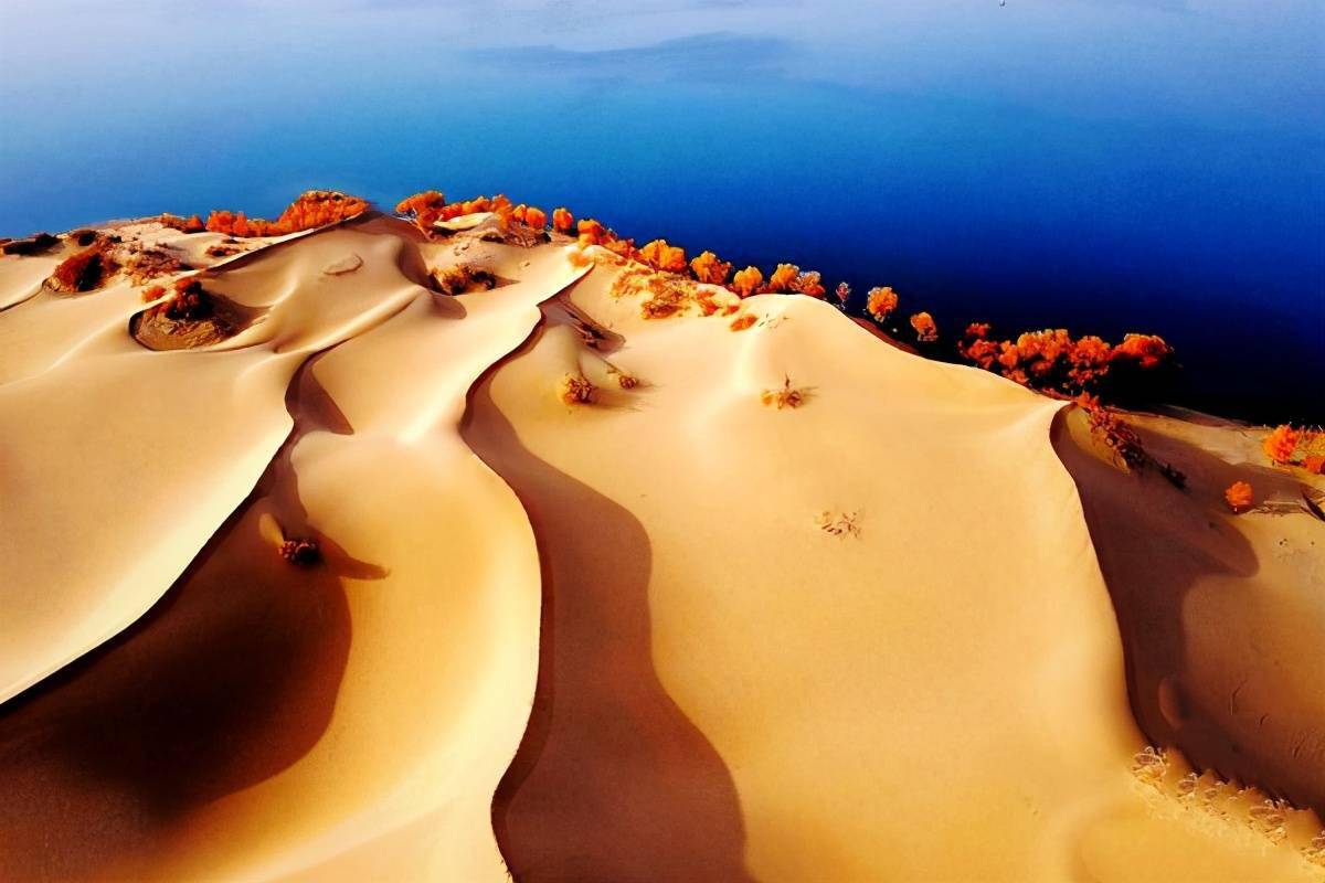 金色世界 尉犁罗布湖_胡杨林