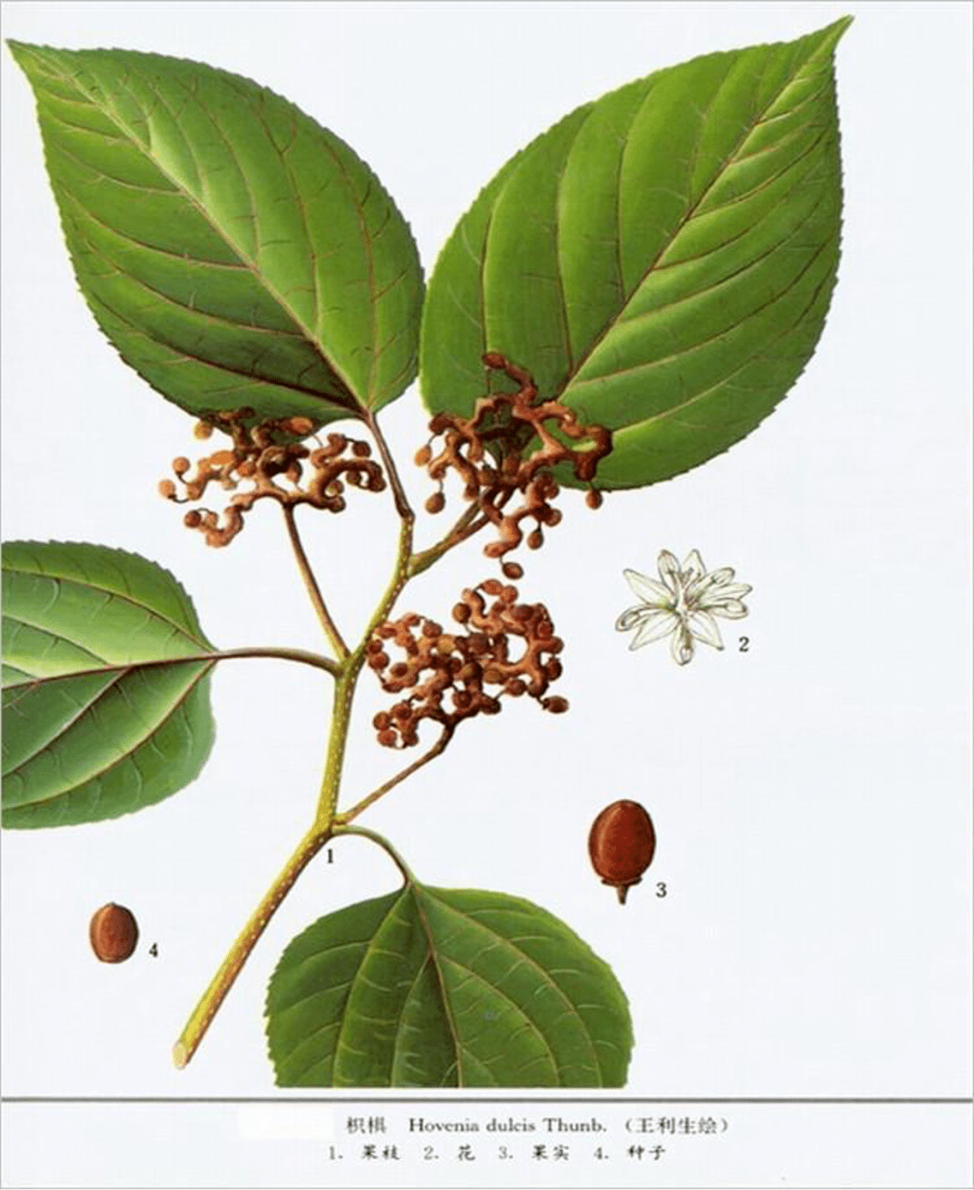 《本草纲目》故事:解酒良药枳椇子_消渴