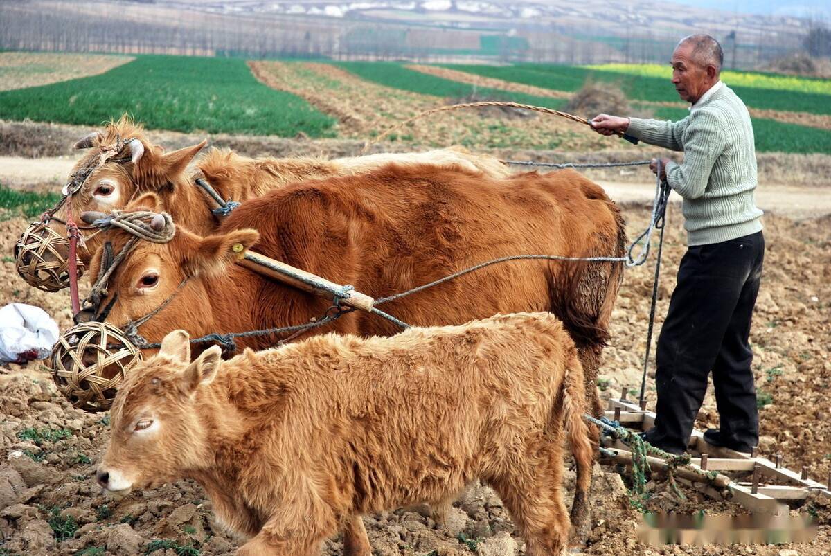 民间传说:"二月二,龙抬头,挖个地窖藏耕牛",说的是啥意思?_龙王