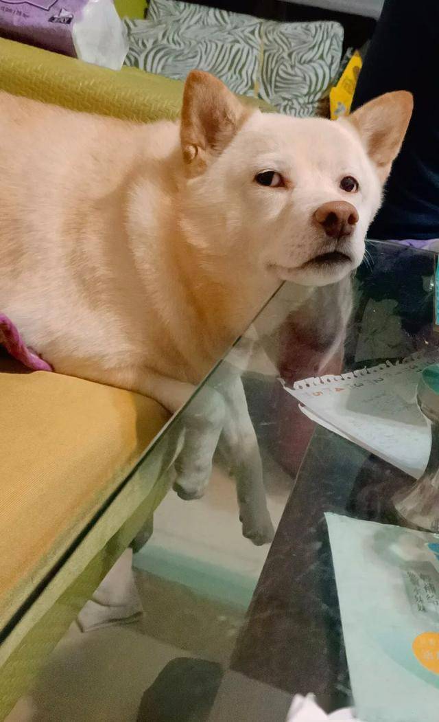 狗狗每日孤傲冷漠脸让主人心虚自己是做错了什么吗