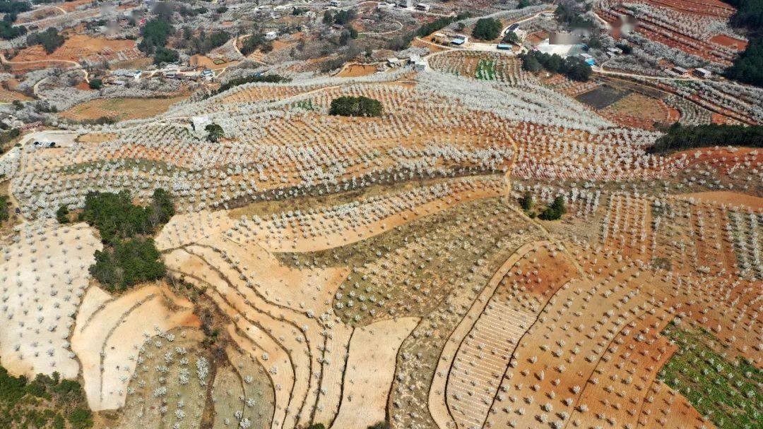 美丽乡村建设巡礼龙街镇龙河村万亩樱桃满山坡香飘时节迎客来