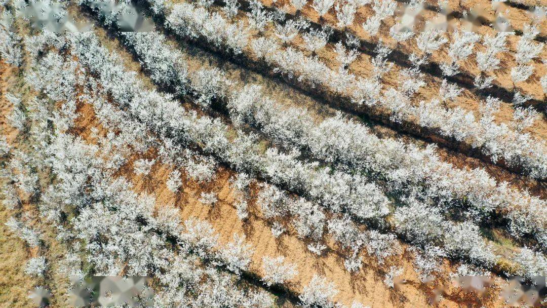 美丽乡村建设巡礼龙街镇龙河村万亩樱桃满山坡香飘时节迎客来