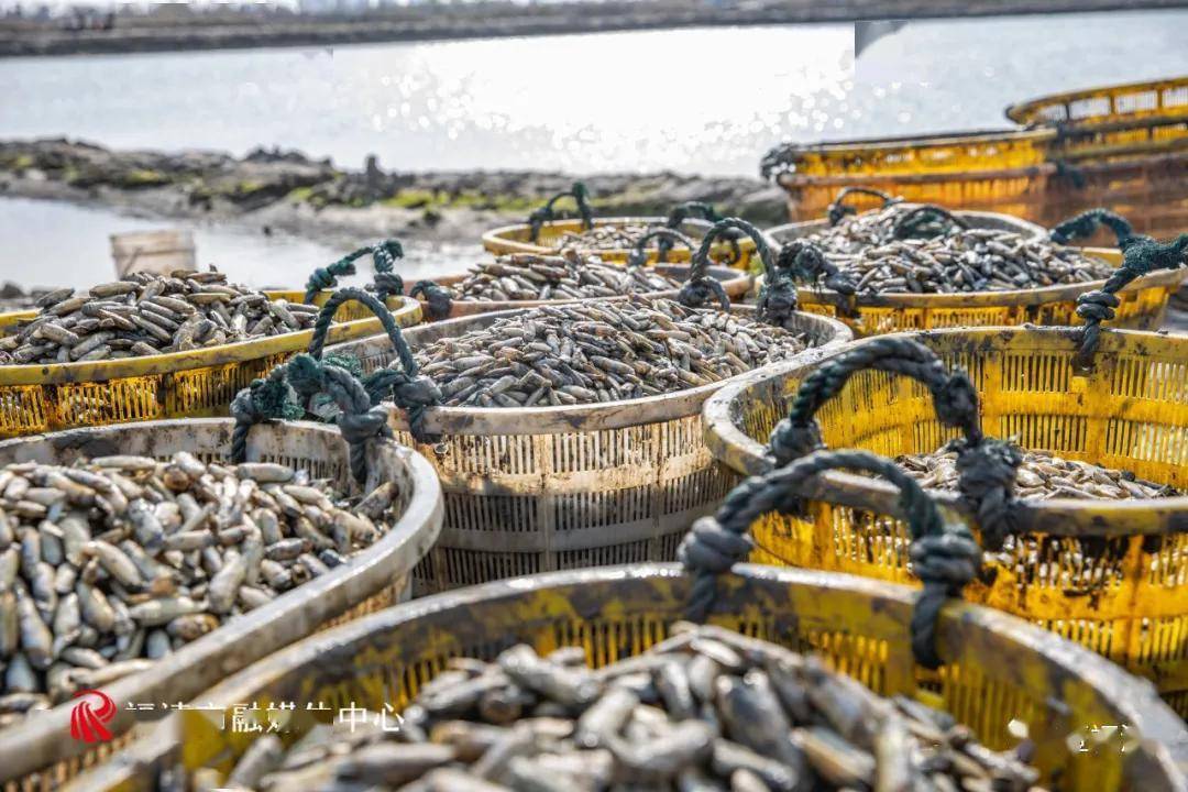 福清1600多万粒蛏子,竟然是这样放养_养殖