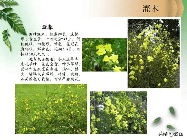 北方常見園林觀賞植物小喬木及灌木