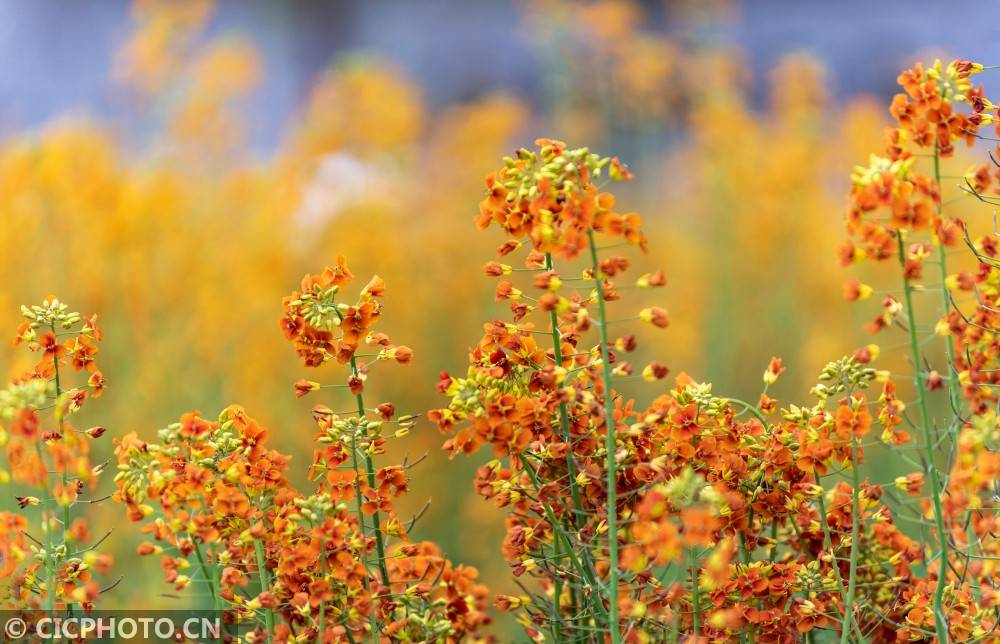 橙色油菜花图片图片