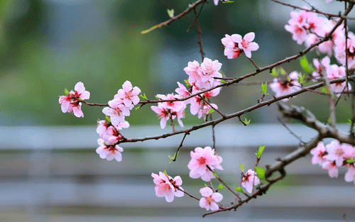 品读寄簃公 两首桃花诗 两段相思情 沈家