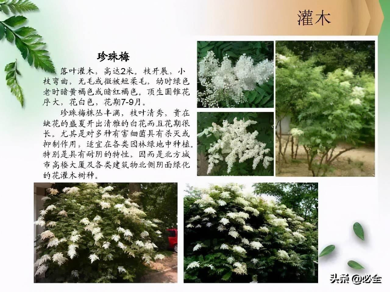 北方常見園林觀賞植物小喬木及灌木