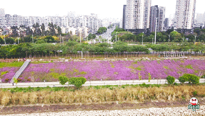 近50000平方米！福州超大片紫色花海盛开，正值花期赶紧约起！