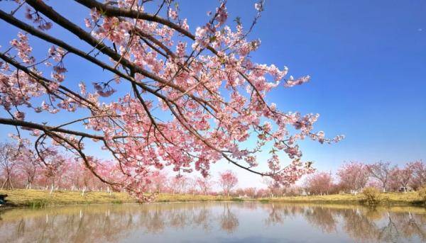 湖北发布春季十大赏花线路！荆门的这些好地方你都去过吗？