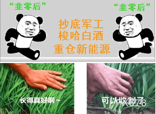 我是如何沦为一棵韭菜的