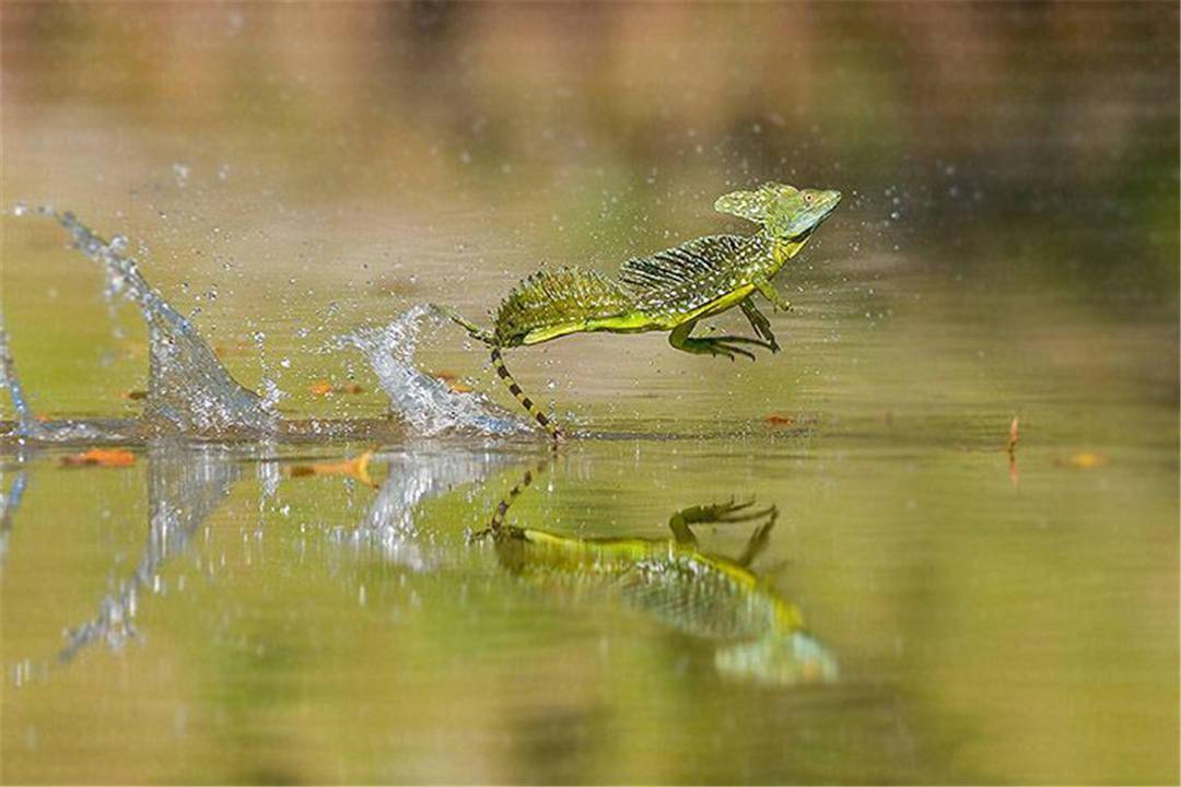 耶稣蜥蜴为什么能在水面奔跑人类能否学会这门轻功
