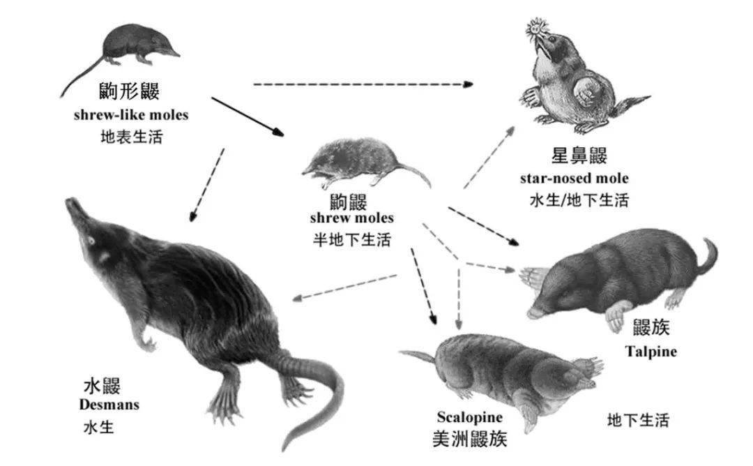 科学家讲述鼹鼠的故事童话里总是骗人的