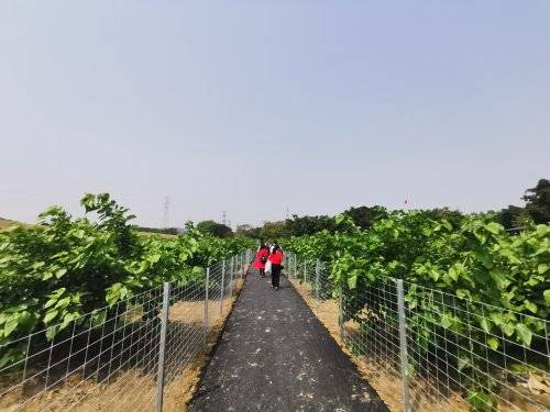 花都寶桑園第16屆桑果節月底啟動