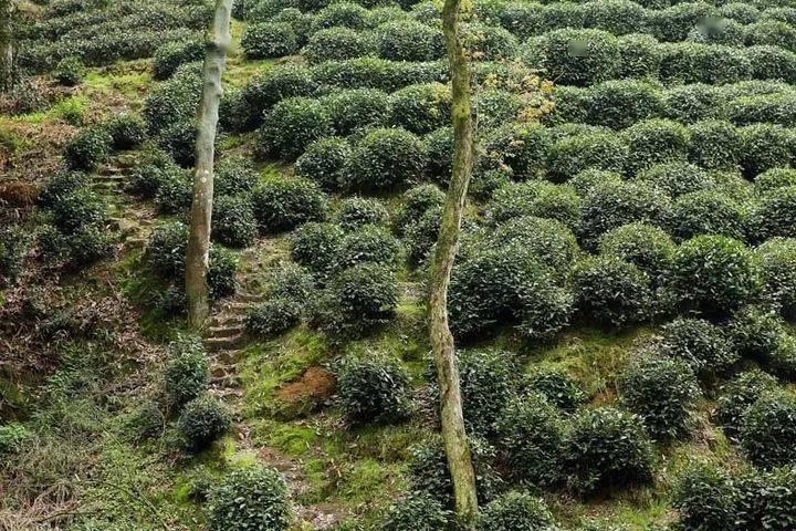 中国最古老的龙井茶树图片