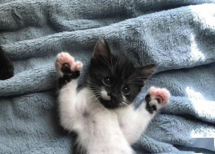 我家猫有32个脚趾 多趾多福 小猫