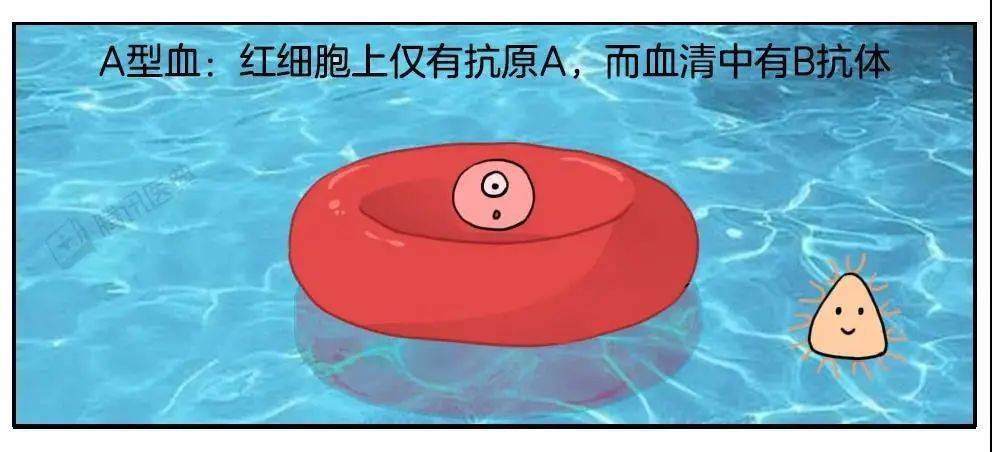 红细胞上仅有抗原a,则血型为a型,而血清中有b抗体;图片来源:腾讯医典