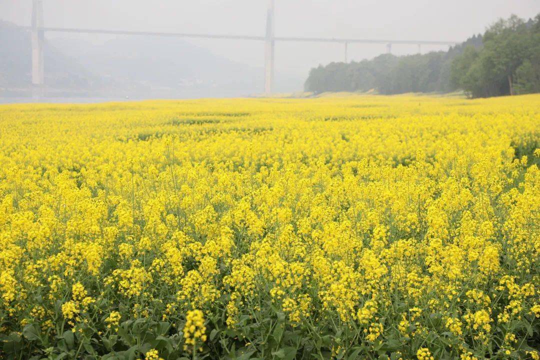 合江县白米镇金宝山村的金黄事业