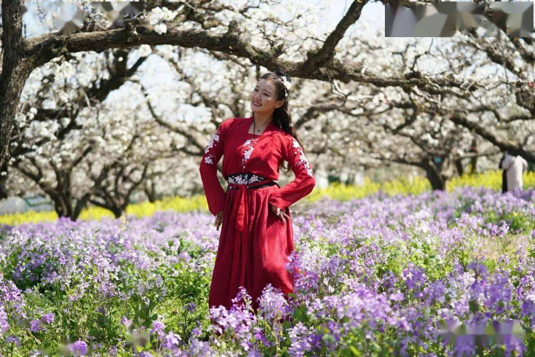 26项活动2021中国砀山梨花节将于3月24日4月20日举行