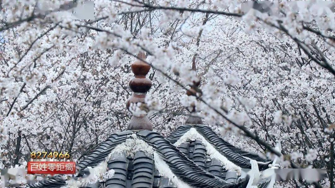 凯里白午公园樱花长廊再现观赏正当时