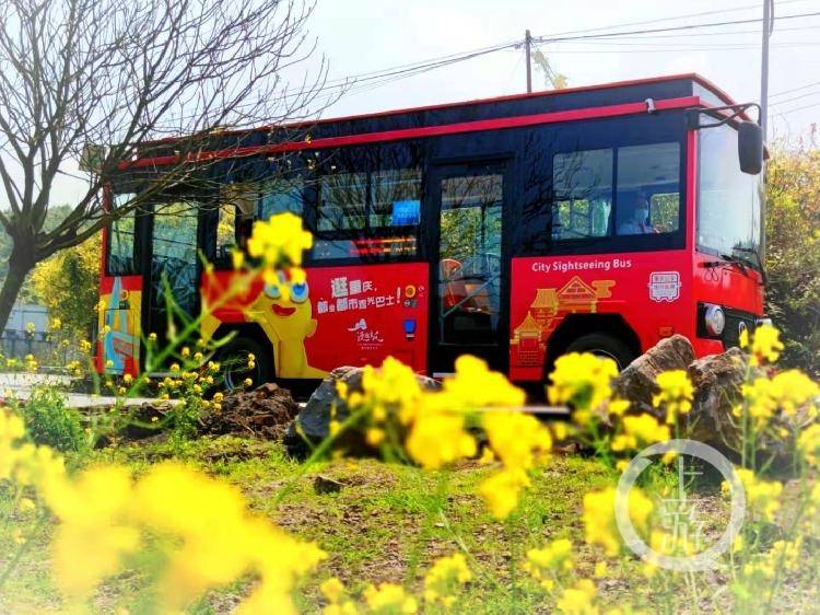 重庆交通开投集团观光巴士恢复运行 到中梁镇太寺垭森林公园赏花方便了
