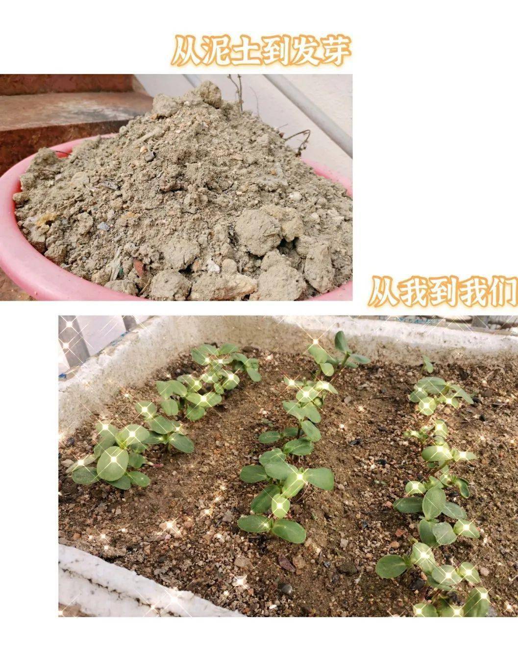 你猜,这是……啥?_向日葵