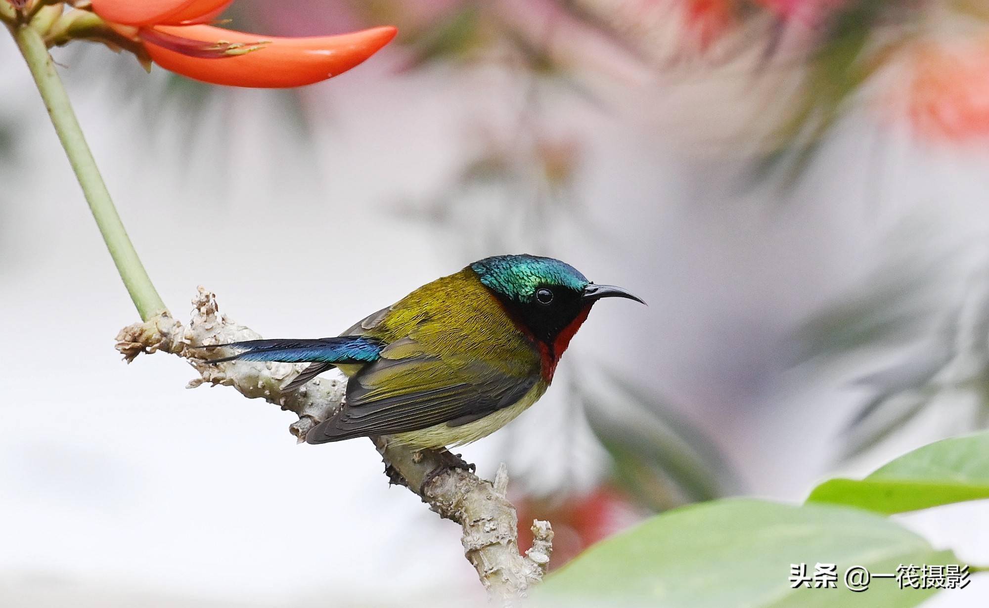 刺桐花上的叉尾太阳鸟