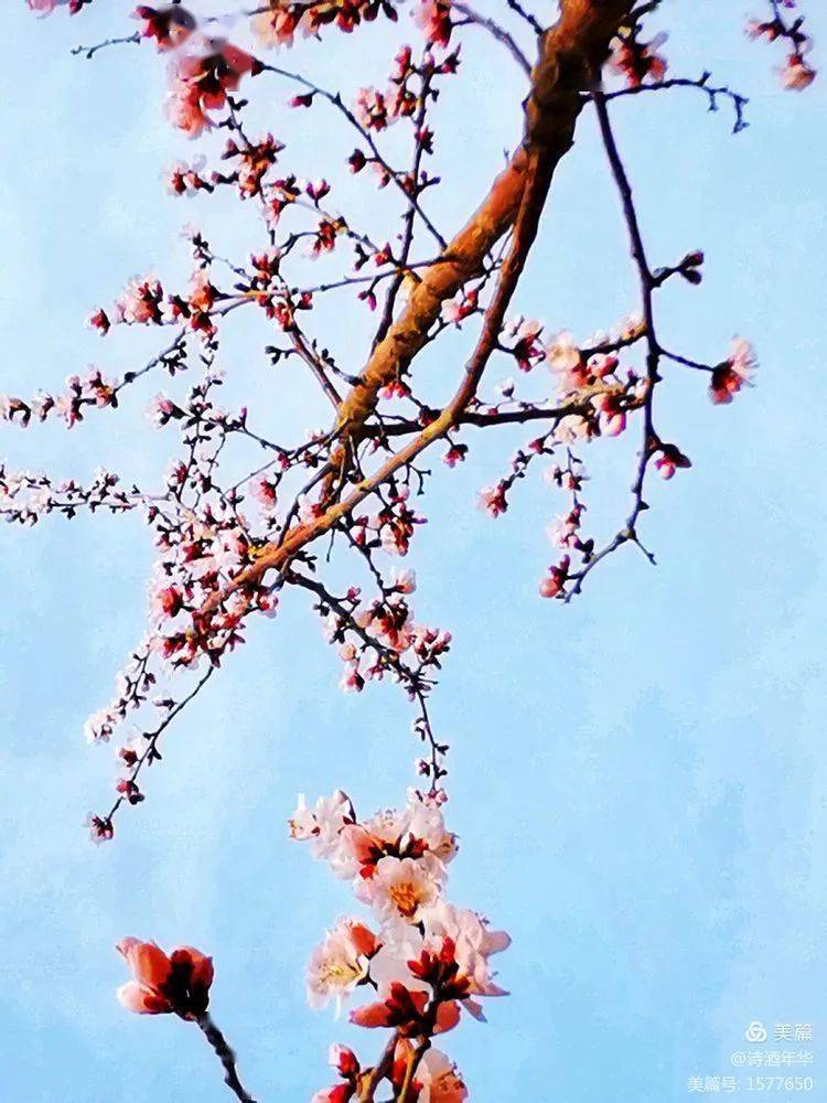 花开三月简谱_三月桃花心中开简谱(3)
