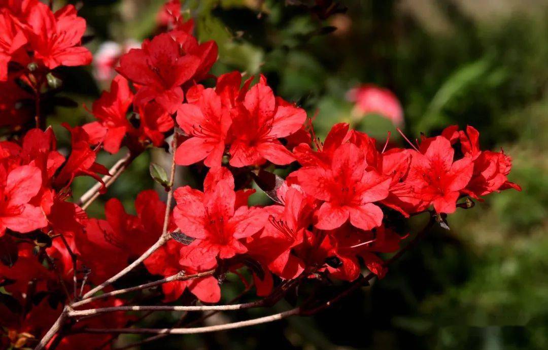 桥头杜鹃花开正艳67