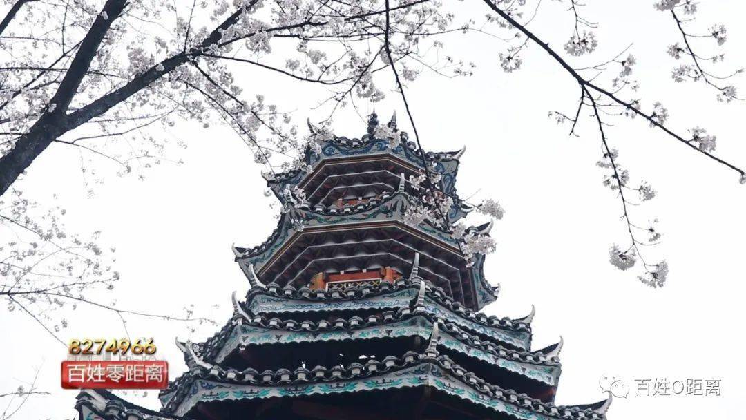 凯里白午公园樱花长廊再现观赏正当时